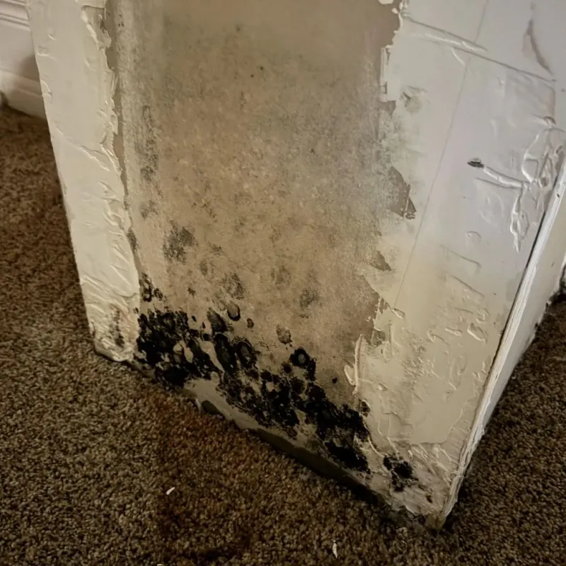 Professional Mold Removal in Guthrie, KY